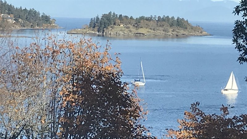 Pod of Orca Whales viewed from Deck
