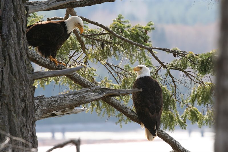 Eagles & Local Wildlife