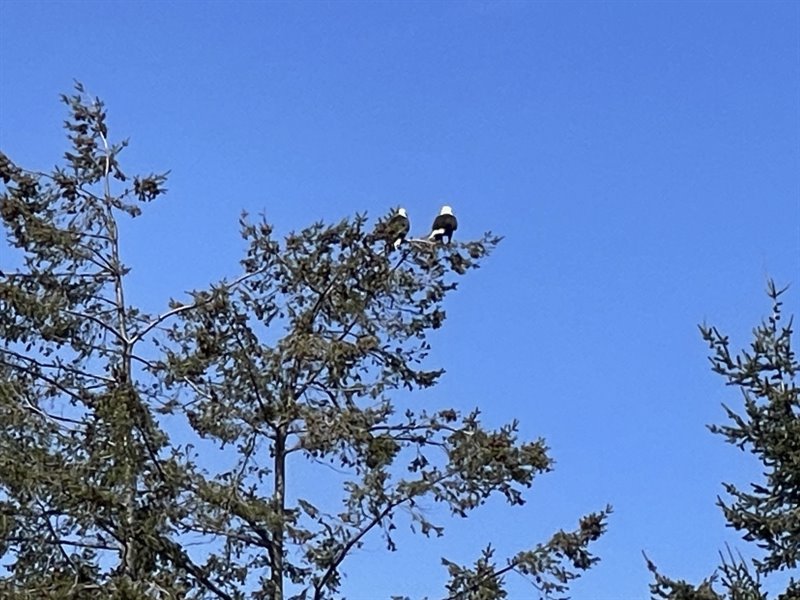 Local Wildlife