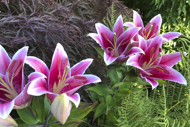 Acreage - Beautiful Gardens & Plantings