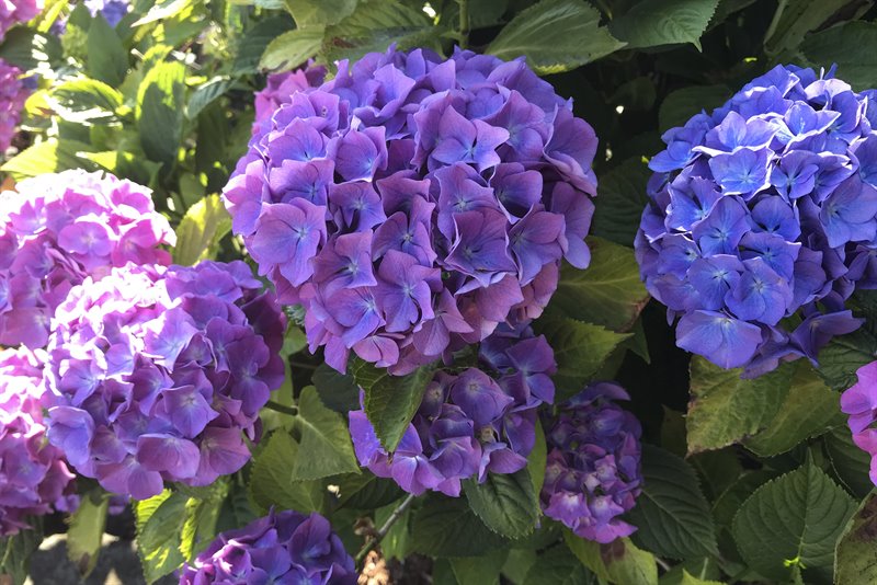 Acreage - Beautiful Gardens & Plantings