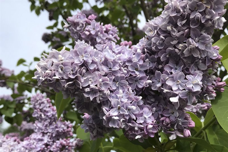 Acreage - Beautiful Gardens & Plantings