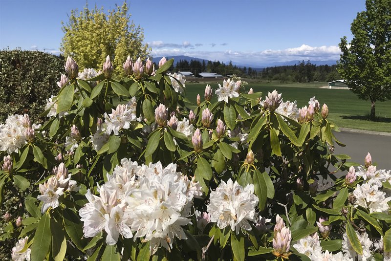 Acreage - Beautiful Gardens & Plantings