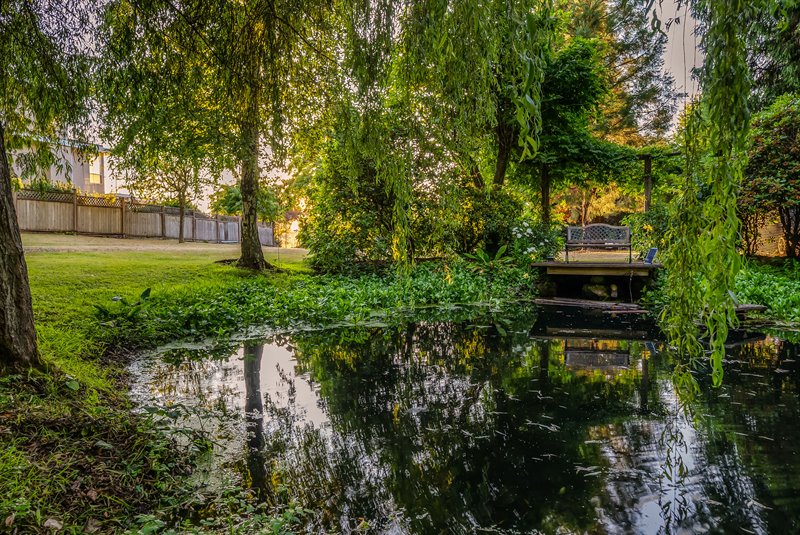Pond