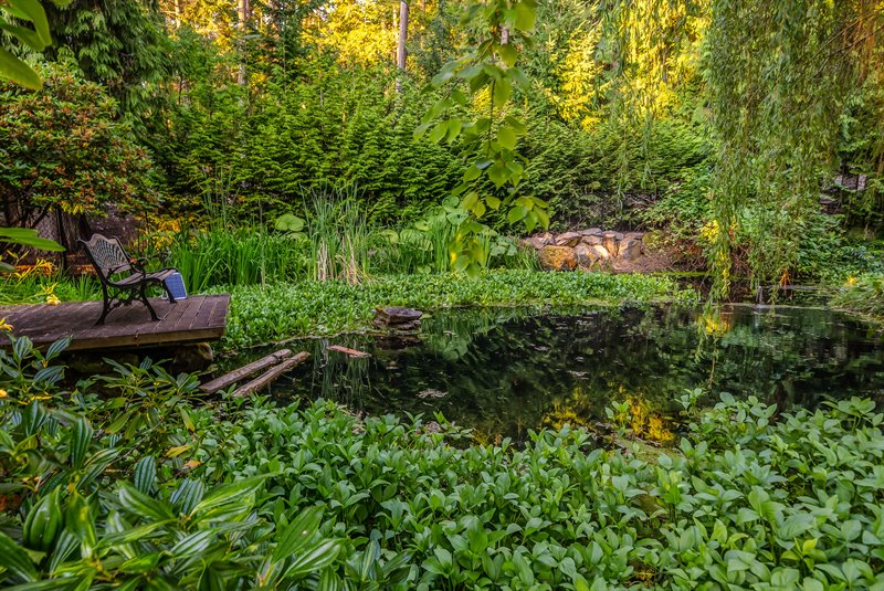Pond