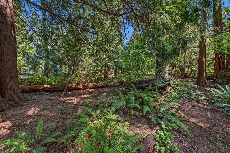 Woodland-Inspired Backyard