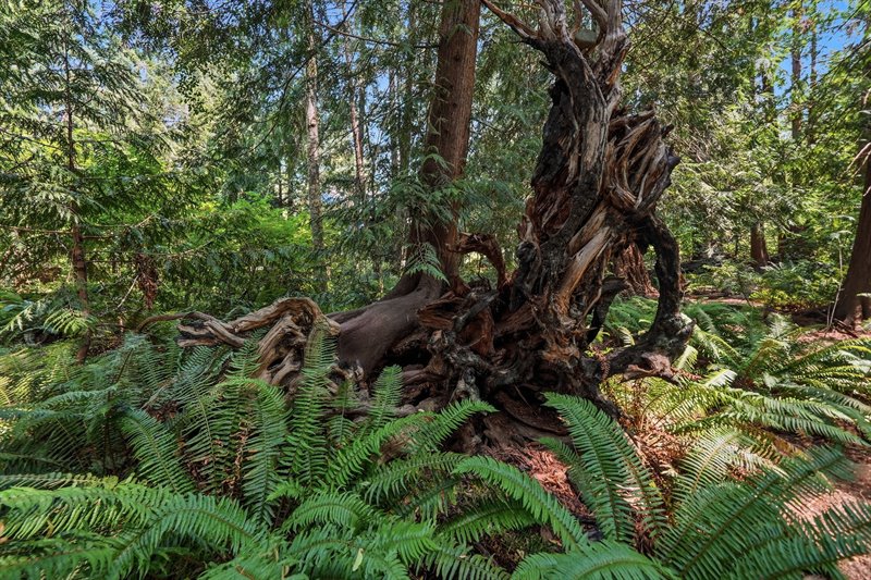 Woodland-Inspired Backyard