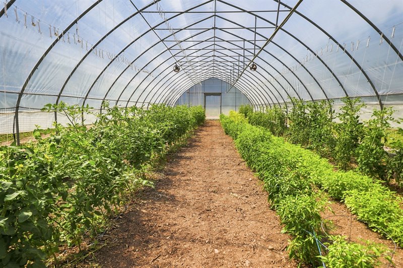 Greenhouse