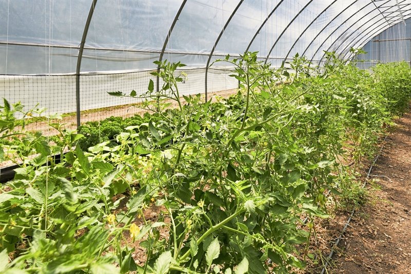 Greenhouse