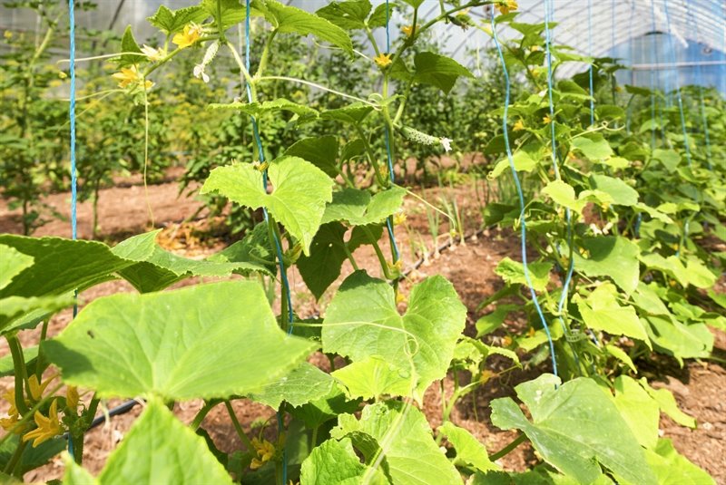Greenhouse