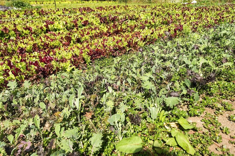 Productive Fields