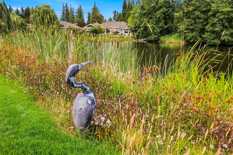 Pond