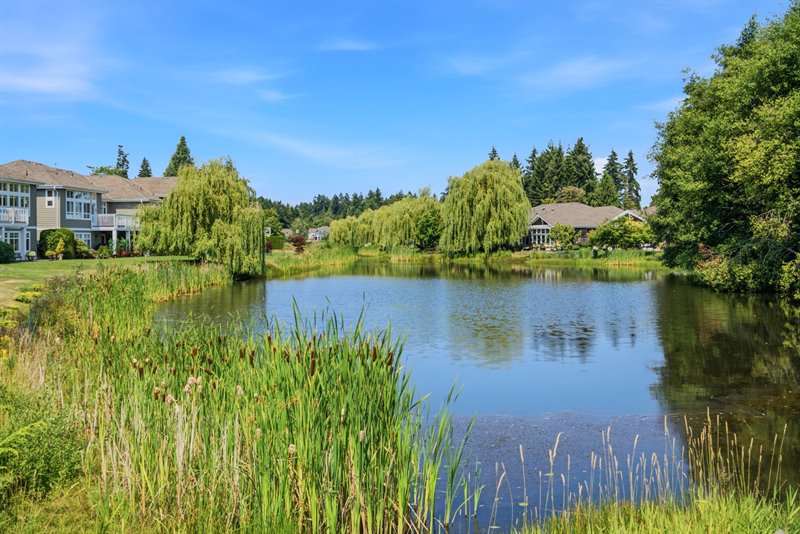 Pond