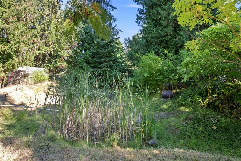 Pond