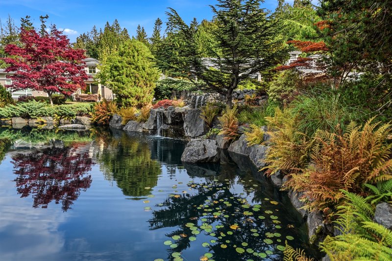 Pond